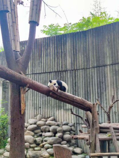 Local Guide Service - Chengdu - Image 4