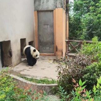 Chengdu Panda Experience