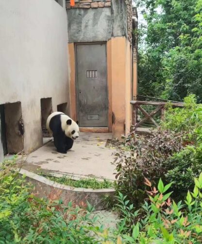 Sichuan’s Hidden Gems: 3-Day Private Tour – Pandas, Ancient Wonders & Majestic Mountains! - Image 3